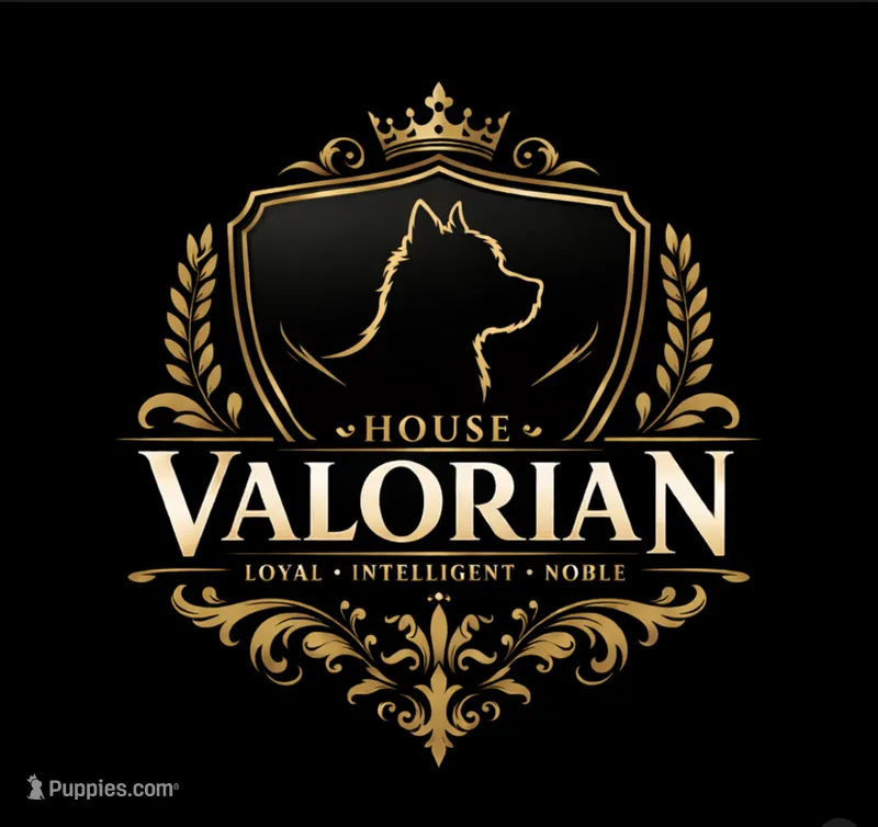 Coming Soon Giant Schnoodles