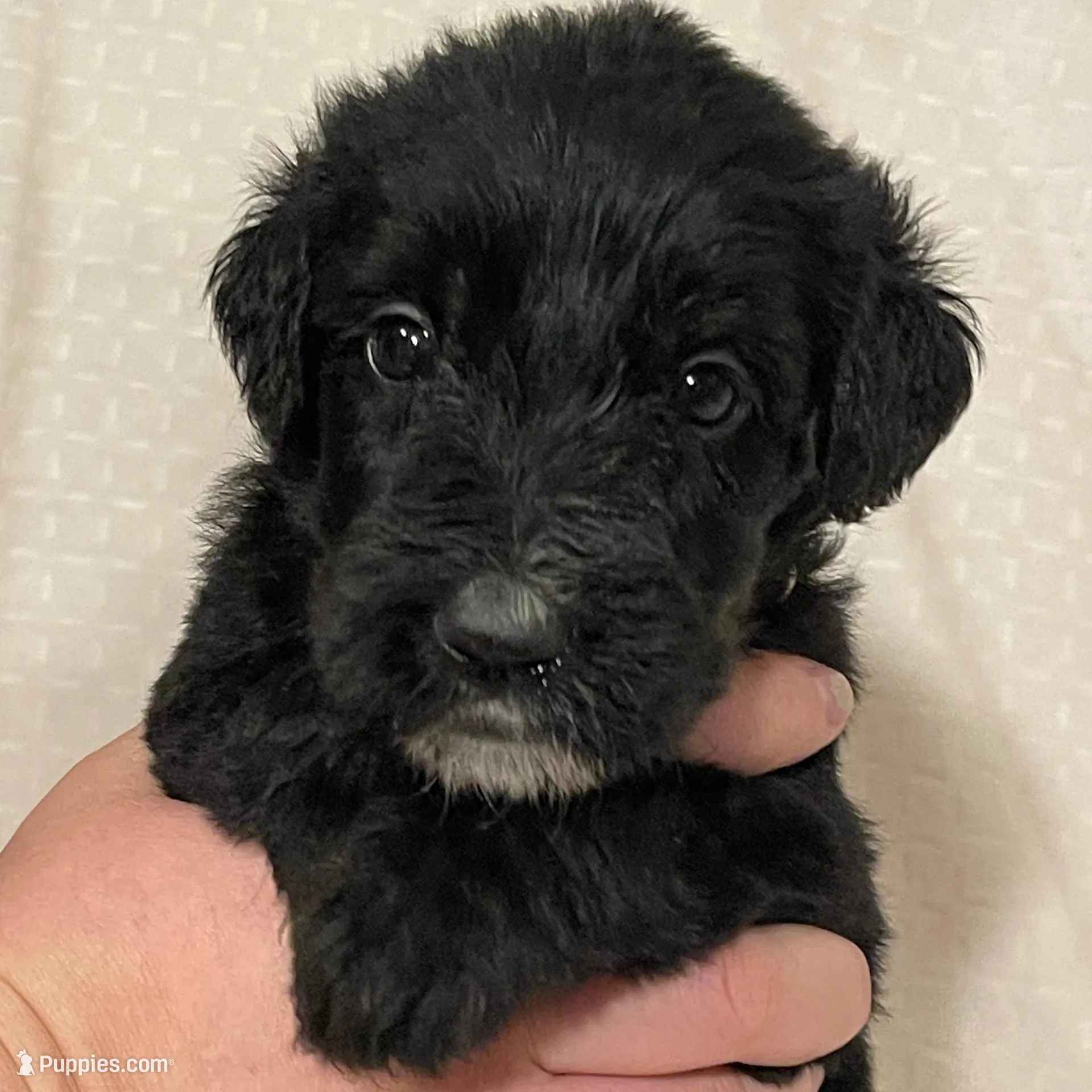 Giant Schnoodles Male – Giant Schnauzer, Poodle - Standard  puppy for sale in Lake Placid, FL