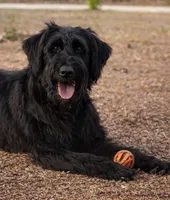 Giant Schnoodle “Female”, a female Giant Schnauzer and Poodle - Standard  for sale in Lake Placid, FL – Photo 2 of 3