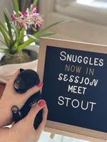 Giant Schnoodle “Stout”, a male Schnoodle for sale in Lake Placid, FL – Photo 2 of 6