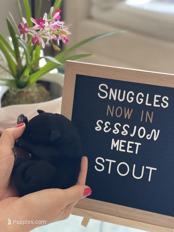 Giant Schnoodle “Stout”