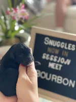 Giant Schnoodle “Bourbon”, a male Schnoodle for sale in Lake Placid, FL – Photo 2 of 7