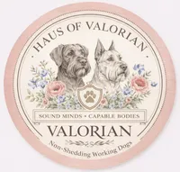 Giant Schnoodle “Bourbon”, a male Schnoodle for sale in Lake Placid, FL – Photo 7 of 7