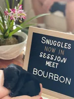 Giant Schnoodle “Bourbon”, a male Schnoodle for sale in Lake Placid, FL – Photo 4 of 7