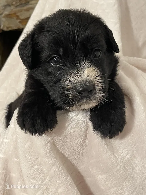 Giant Schnoodle “Guinness” – Schnoodle puppy for sale in Lake Placid, FL