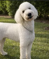 Giant Schnoodle “Guinness”, a male Schnoodle for sale in Lake Placid, FL – Photo 5 of 5