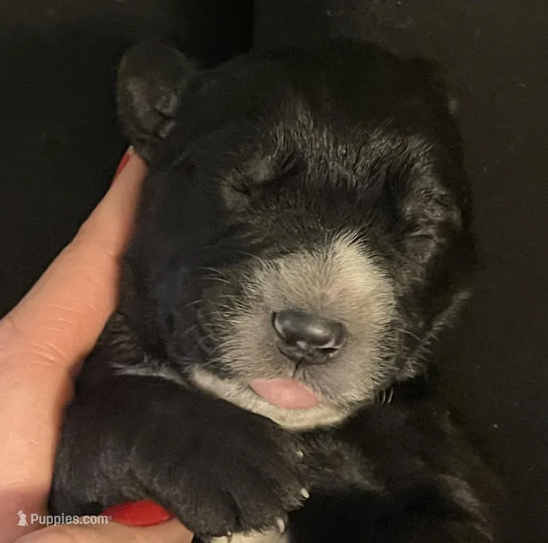 Giant Schnoodle “Guinness”