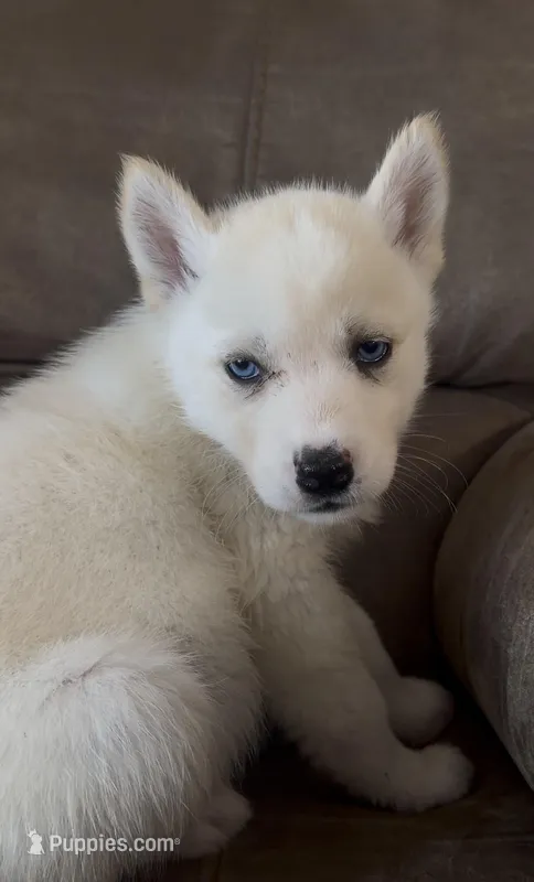 Lab – Siberian Husky puppy for sale in Charlotte, NC