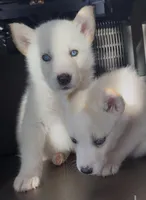 Lab, a female Siberian Husky for sale in Charlotte, NC – Photo 3 of 4