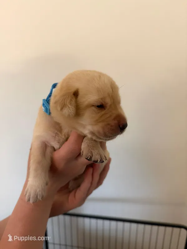 Male/blue – Labrador Retriever puppy for sale in Gresham, OR