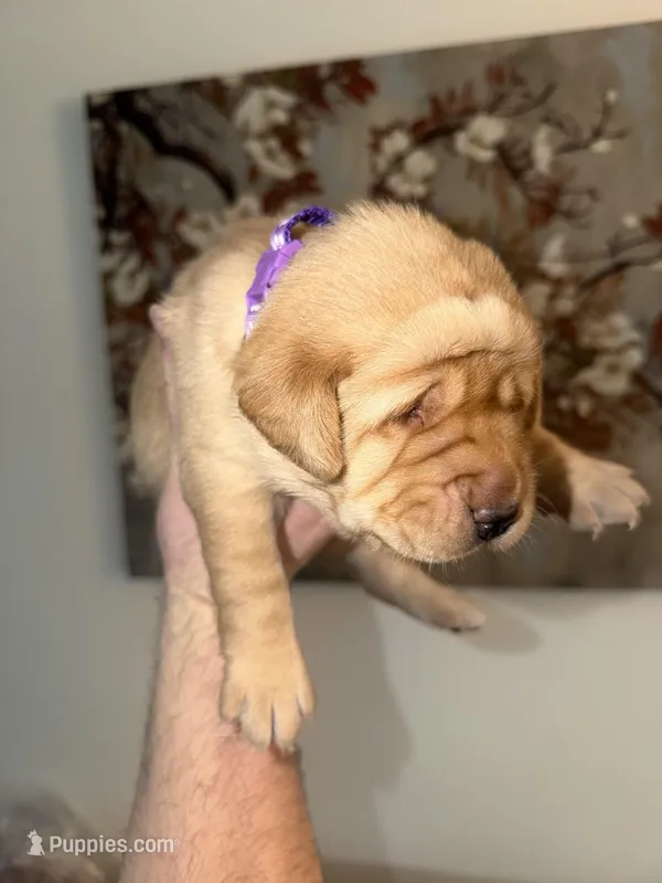 Sophia/purple – Labrador Retriever puppy for sale in Gresham, OR
