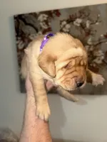 Sophia/purple, a female Labrador Retriever for sale in Gresham, OR – Photo 1 of 4