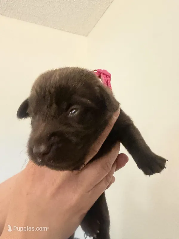 Female/dark pink – Labrador Retriever puppy for sale in Gresham, OR