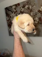 Sandy/yellow, a female Labrador Retriever for sale in Gresham, OR – Photo 1 of 3