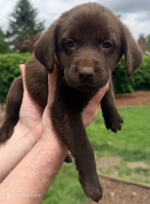 Female/pink – Labrador Retriever puppy for sale in Gresham, OR