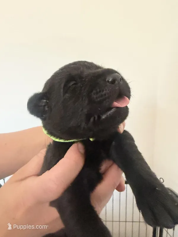 Male/green – Labrador Retriever puppy for sale in Gresham, OR