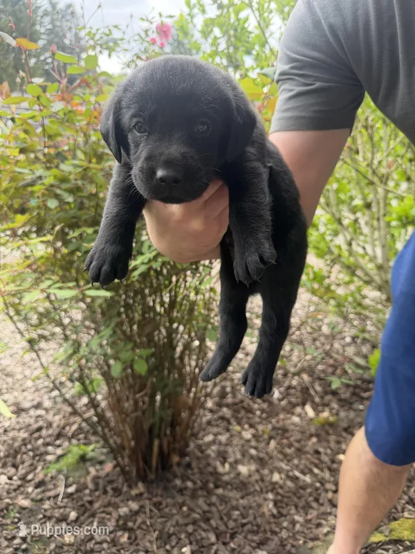 Male/green – Labrador Retriever puppy for sale in Gresham, OR