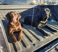 Male/yellow, a male Labrador Retriever for sale in Gresham, OR – Photo 4 of 4