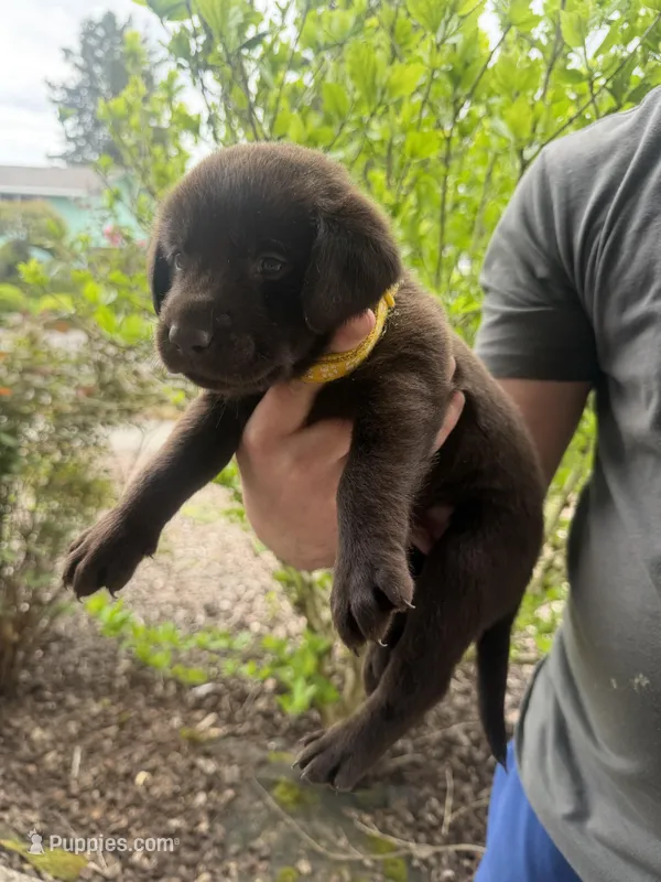 Male/yellow – Labrador Retriever puppy for sale in Gresham, OR