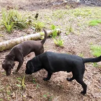 Male/yellow, a male Labrador Retriever for sale in Gresham, OR – Photo 3 of 4