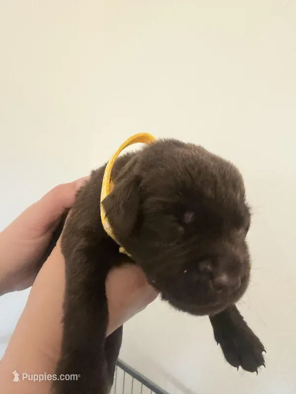 Male/yellow – Labrador Retriever puppy for sale in Gresham, OR