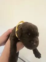 Male/yellow, a male Labrador Retriever for sale in Gresham, OR – Photo 1 of 4