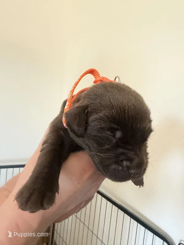 Female/orange – Labrador Retriever puppy for sale in Gresham, OR