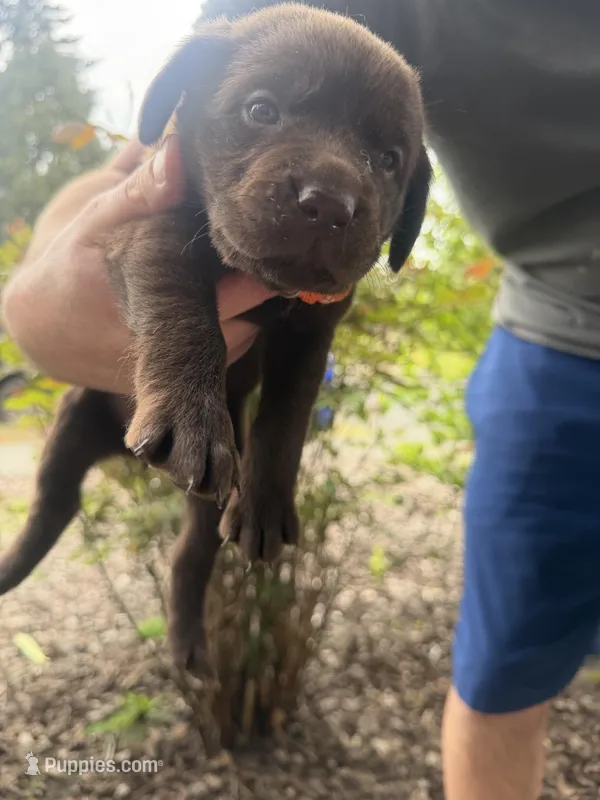 Female/orange – Labrador Retriever puppy for sale in Gresham, OR