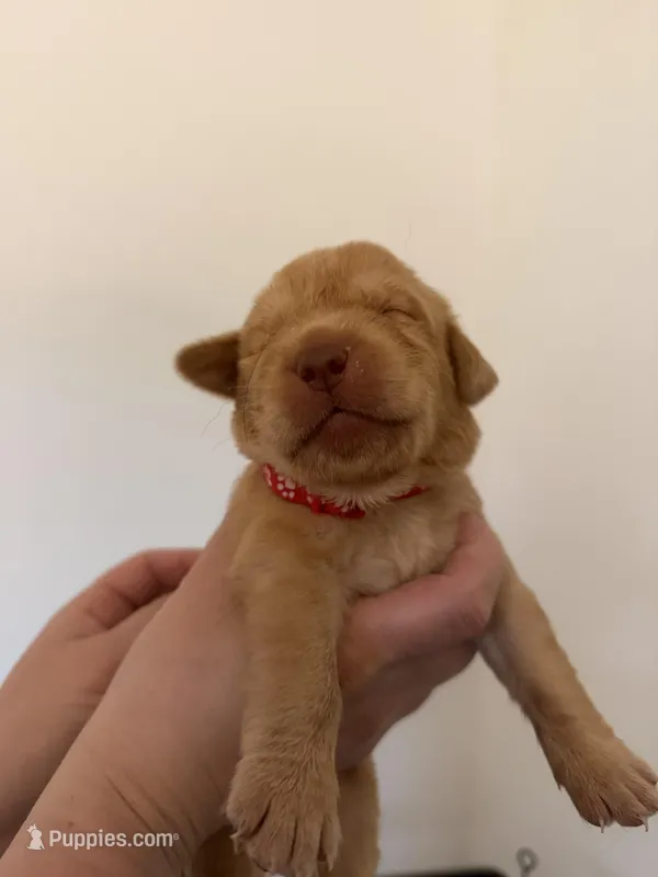 Male/red – Labrador Retriever puppy for sale in Gresham, OR