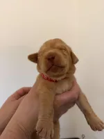 Male/red, a male Labrador Retriever for sale in Gresham, OR – Photo 1 of 4