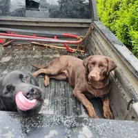 Male/red, a male Labrador Retriever for sale in Gresham, OR – Photo 2 of 4