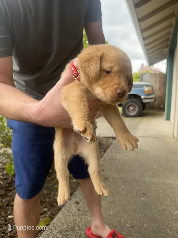 Male/red – Labrador Retriever puppy for sale in Gresham, OR