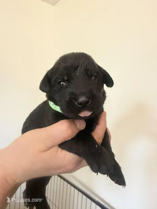 Female/green – Labrador Retriever puppy for sale in Gresham, OR