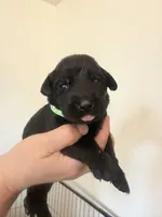 Female/green, a female Labrador Retriever for sale in Gresham, OR – Photo 1 of 4