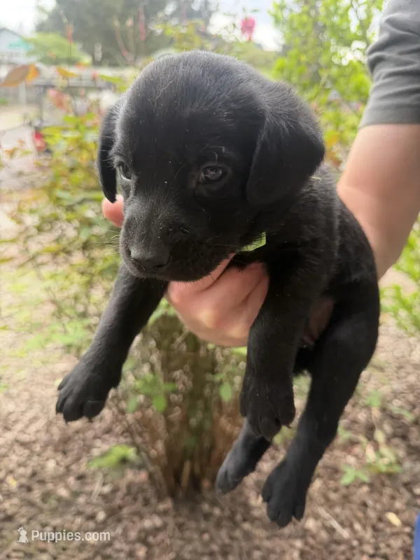 Female/green – Labrador Retriever puppy for sale in Gresham, OR
