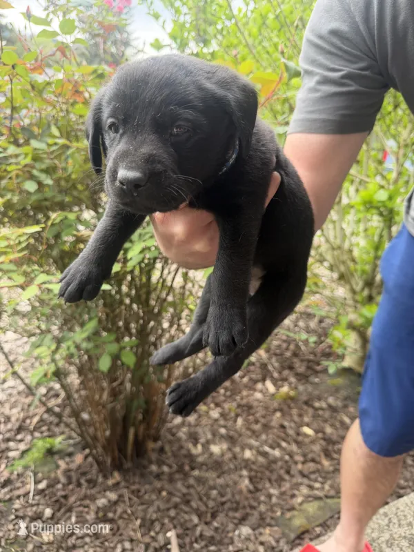 Male/blue – Labrador Retriever puppy for sale in Gresham, OR
