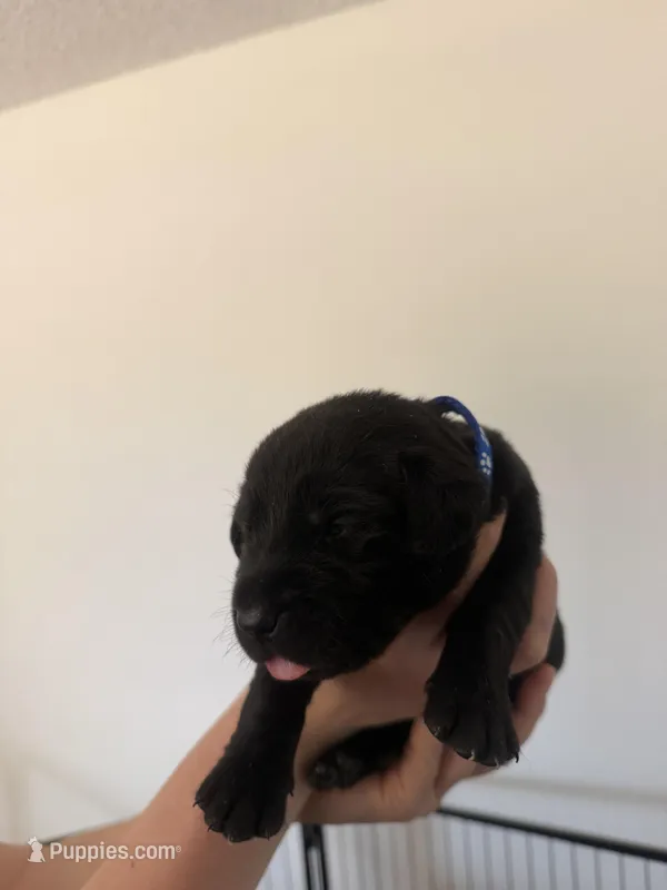 Male/blue – Labrador Retriever puppy for sale in Gresham, OR