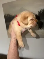 Tucker/Red, a male Labrador Retriever for sale in Gresham, OR – Photo 1 of 5