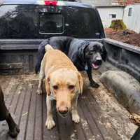 Tucker/Red, a male Labrador Retriever for sale in Gresham, OR – Photo 2 of 5