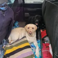 Tucker/Red, a male Labrador Retriever for sale in Gresham, OR – Photo 4 of 5