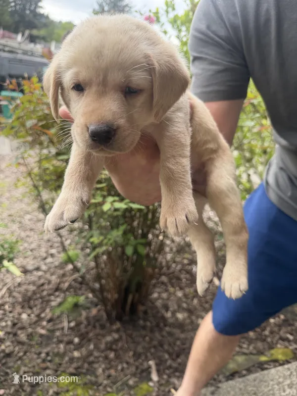 Male/blue – Labrador Retriever puppy for sale in Gresham, OR