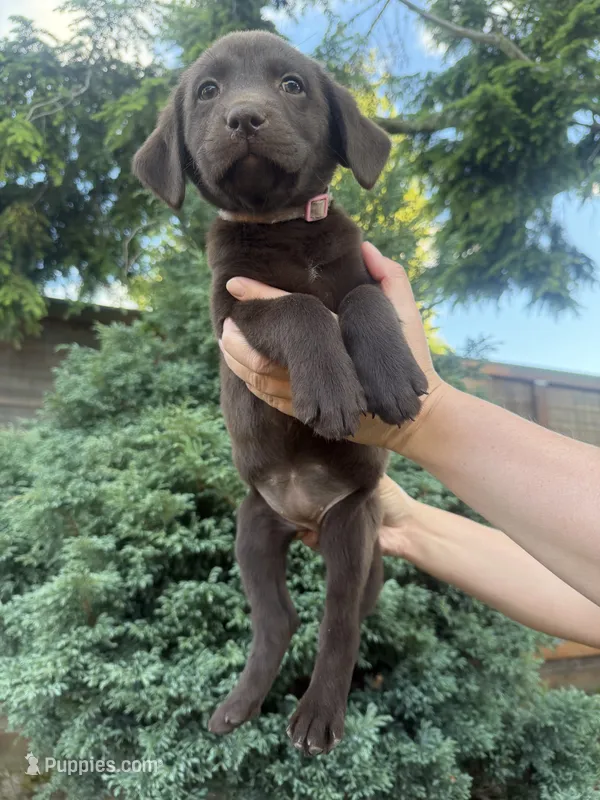 Female/pink – Labrador Retriever puppy on hold in Gresham, OR