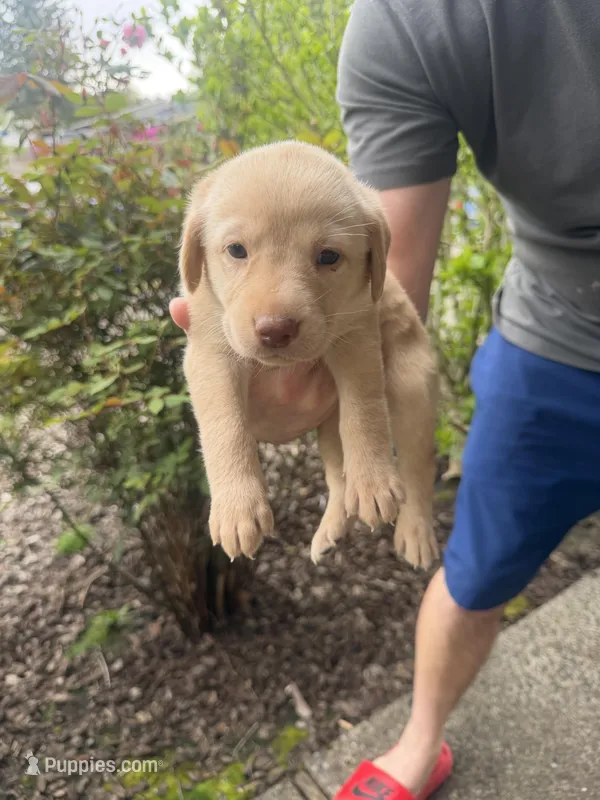 Female/purple – Labrador Retriever puppy for sale in Gresham, OR