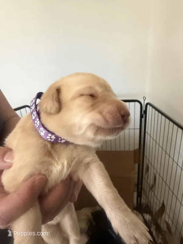 Female/purple – Labrador Retriever puppy for sale in Gresham, OR
