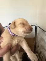 Female/purple, a female Labrador Retriever for sale in Gresham, OR – Photo 1 of 4