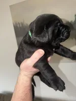 Thunder/Green, a male Labrador Retriever for sale in Gresham, OR – Photo 1 of 4