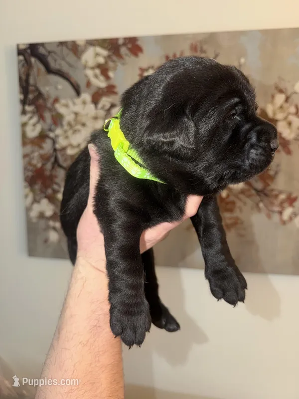 Leah/neon – Labrador Retriever puppy for sale in Gresham, OR