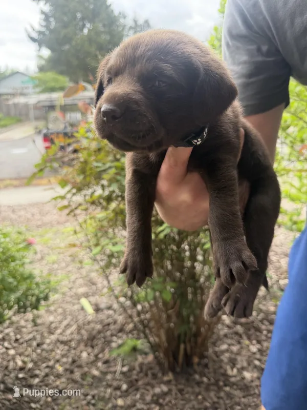 Female/black – Labrador Retriever puppy for sale in Gresham, OR