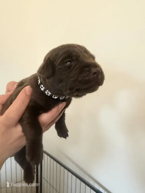 Female/black – Labrador Retriever puppy for sale in Gresham, OR