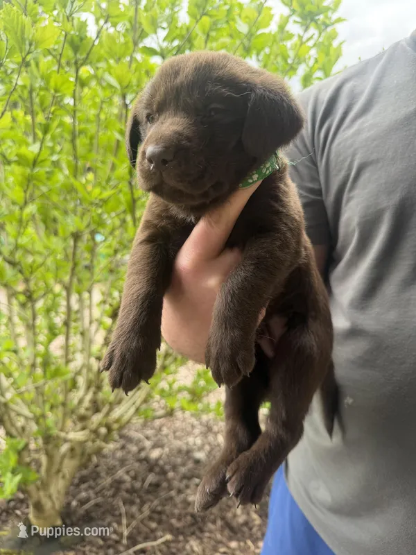 Male/green – Labrador Retriever puppy for sale in Gresham, OR